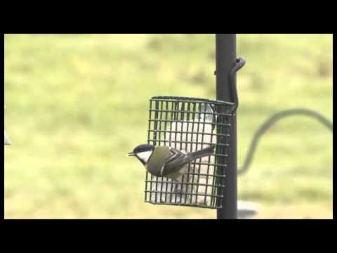 Peanut Cake Square with Seeds for Birds