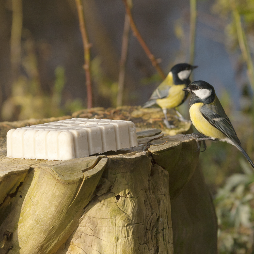 Peanut Cake Square with Insects for Birds