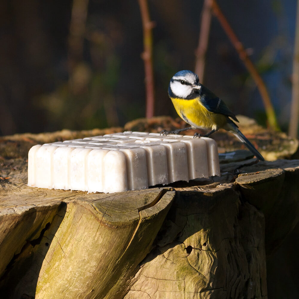 Fuglemat energiblokk firkant med insekter