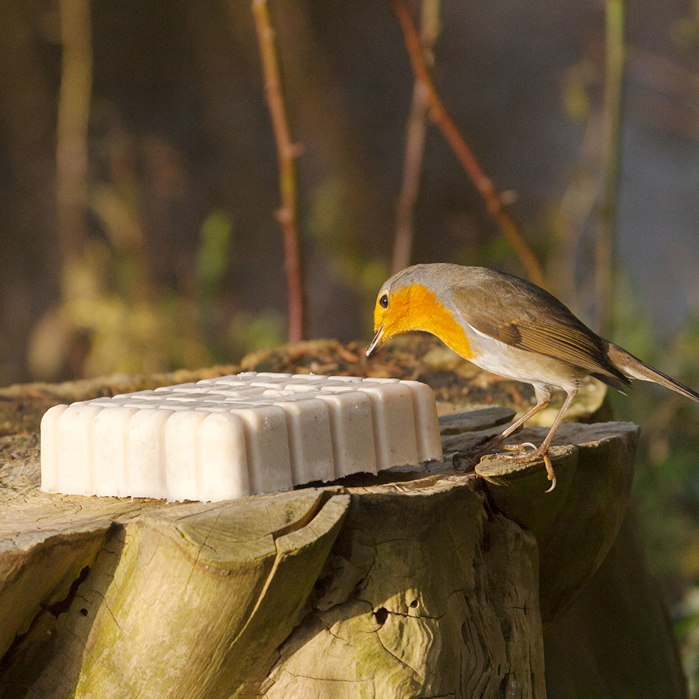 Fuglemat energiblokk firkant med insekter