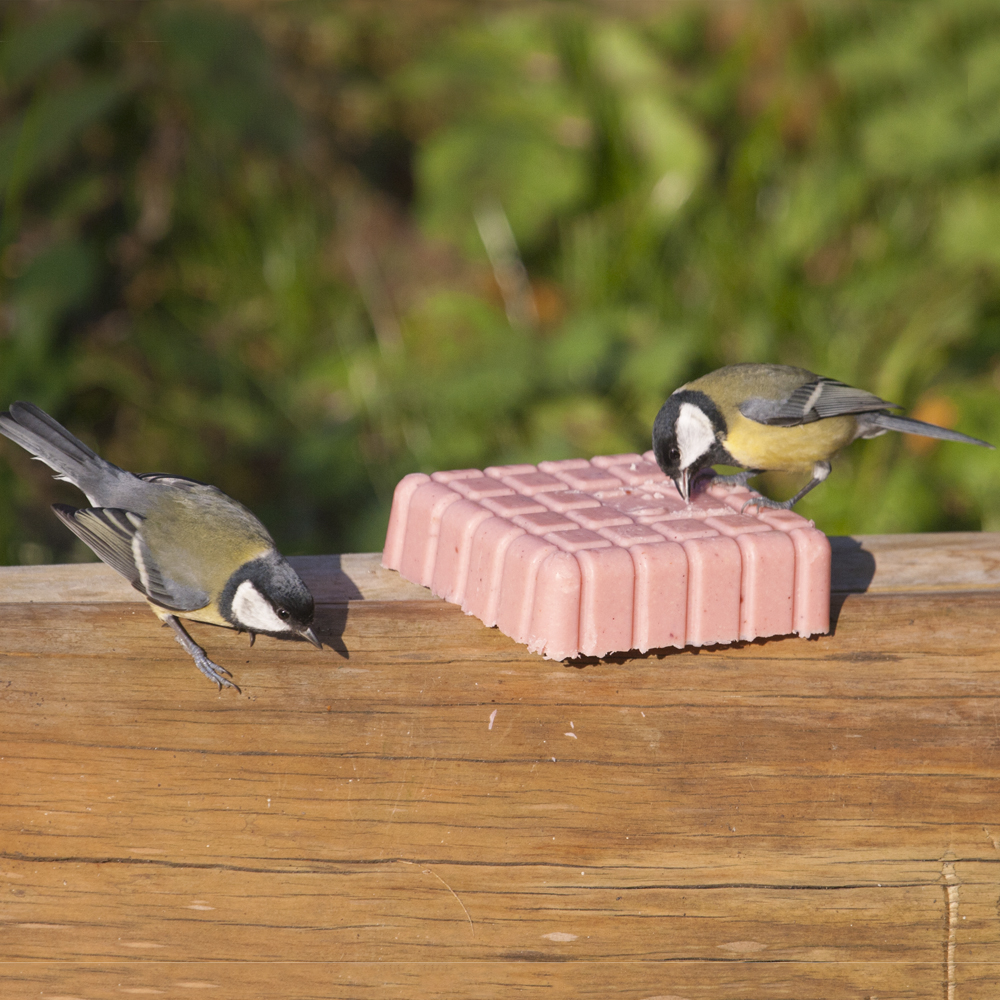 Peanut Cake Square Very Berry