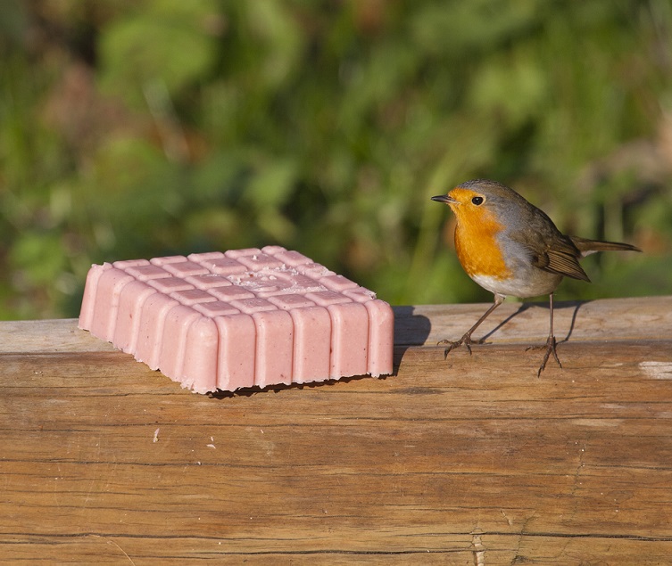 Peanut Cake Square Very Berry