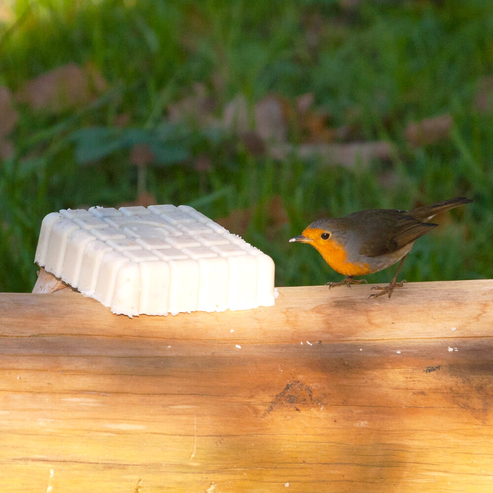 Peanut Cake Square Gourmet Robin