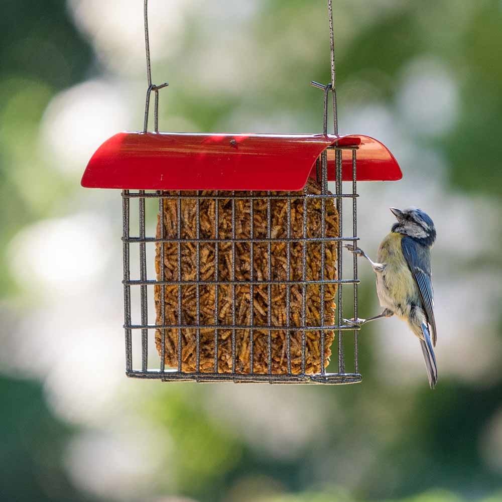 Dried Mealworm Square for Birds 90g