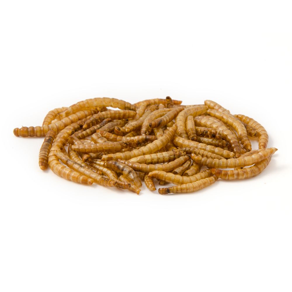 Dried Mealworms for Birds