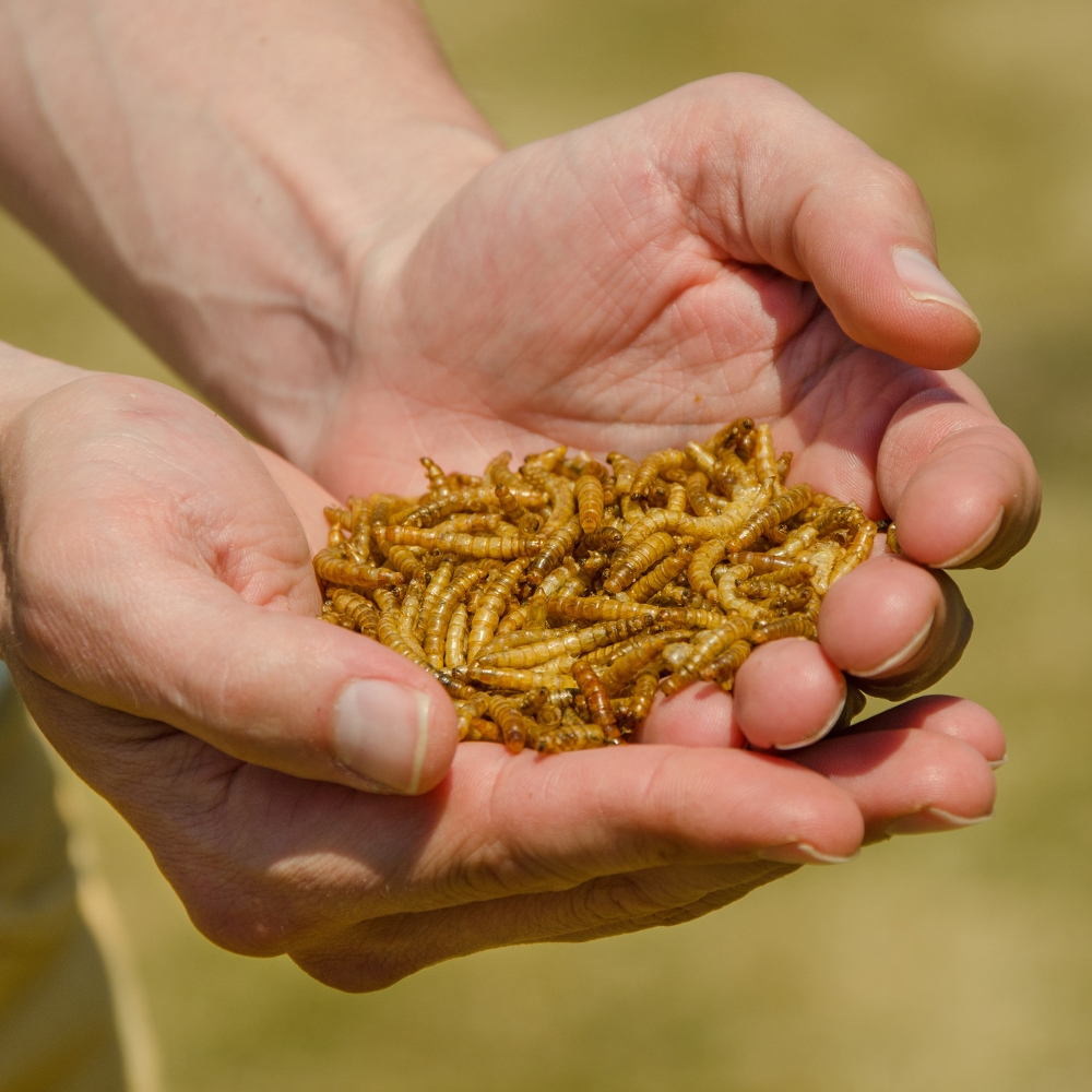 Dried Mealworms for Birds