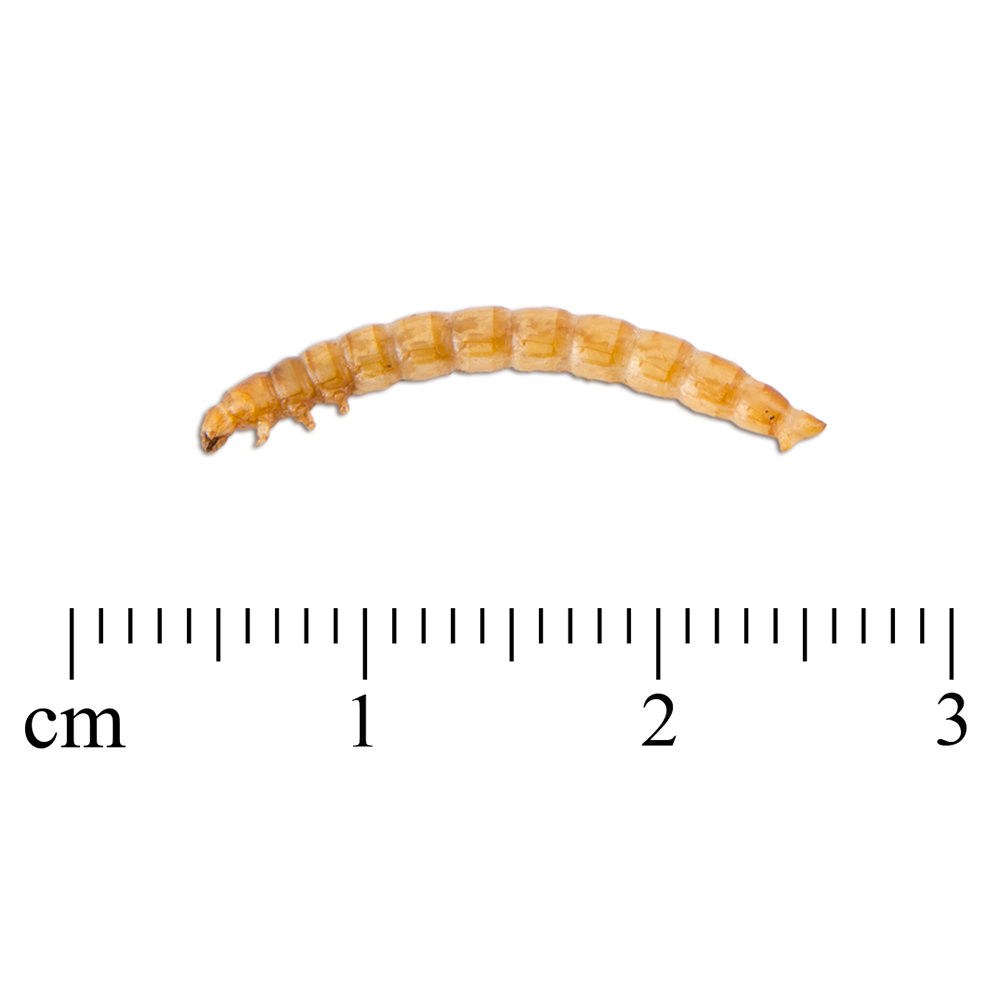 Tørkede melormer 500 gram 