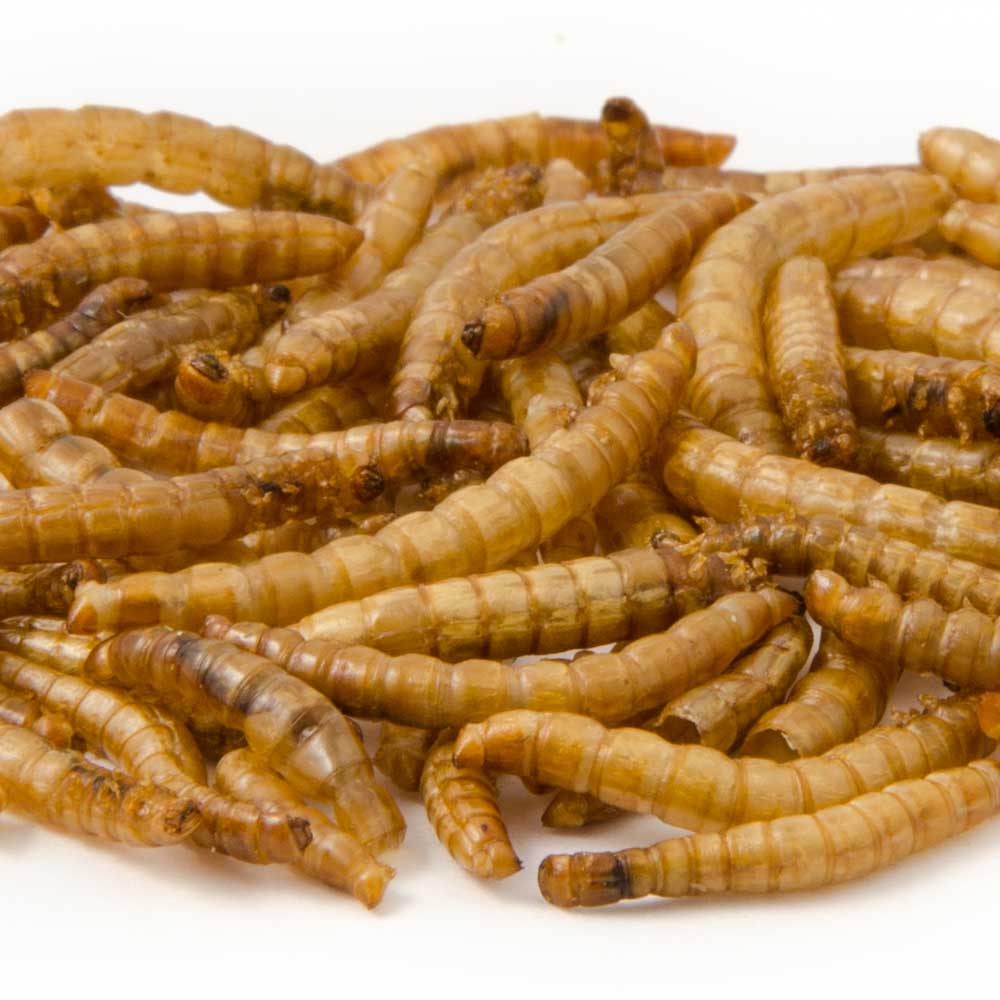 Dried Mealworms 50g