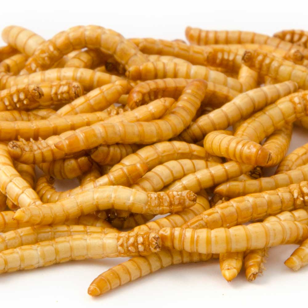 Freeze-Dried Mealworms (100g) 