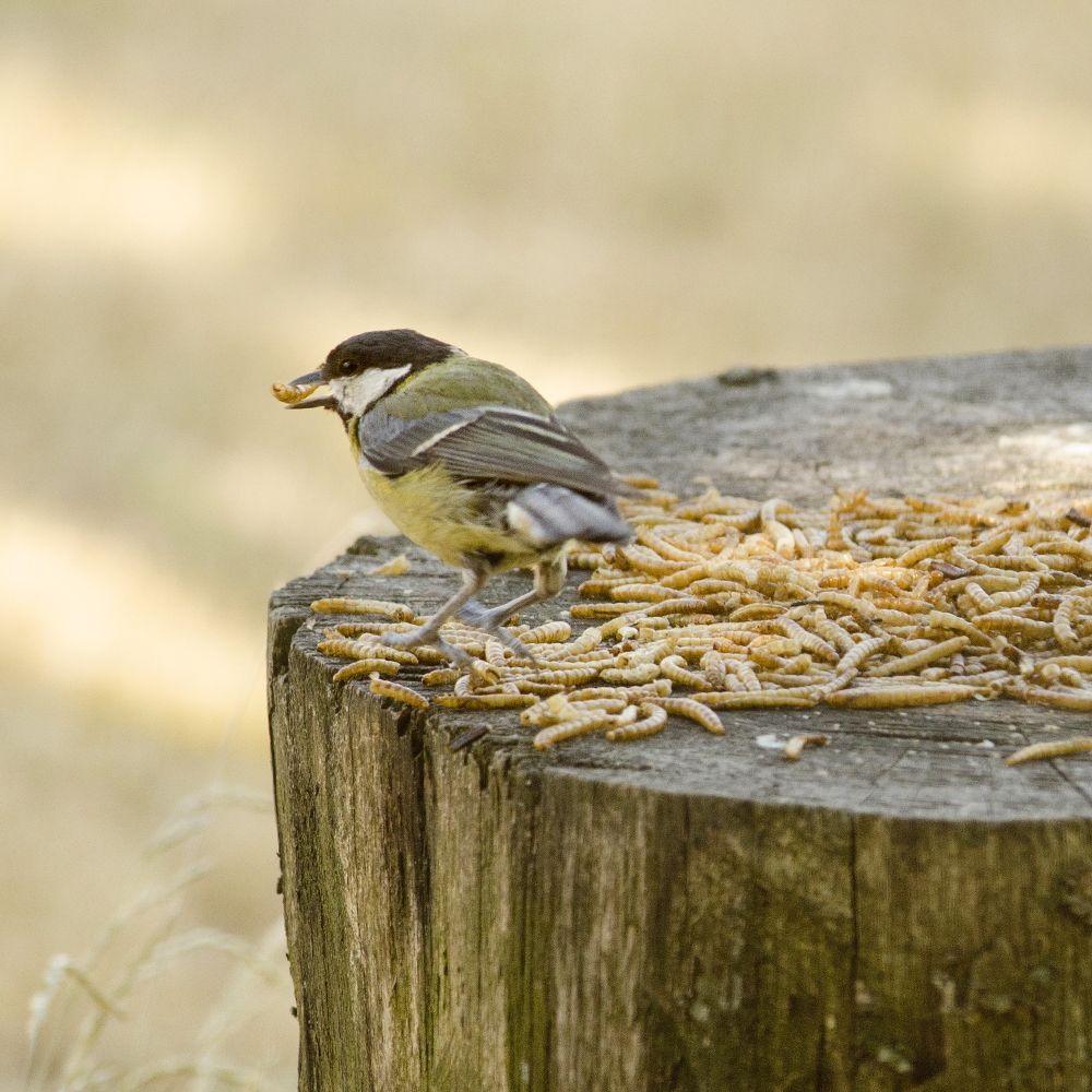 Dried Mealworms for Birds