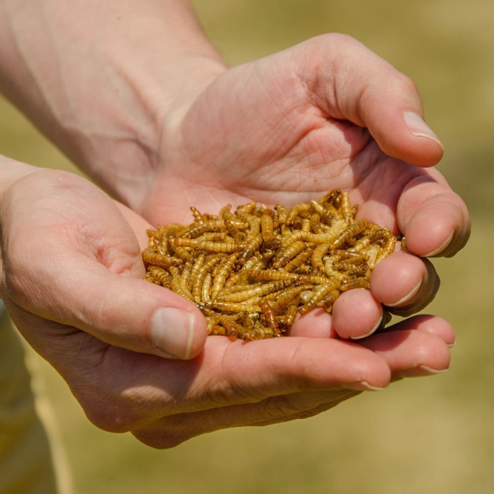 Dried Mealworms for Birds