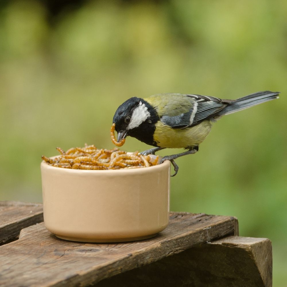 Dried Mealworms for Birds