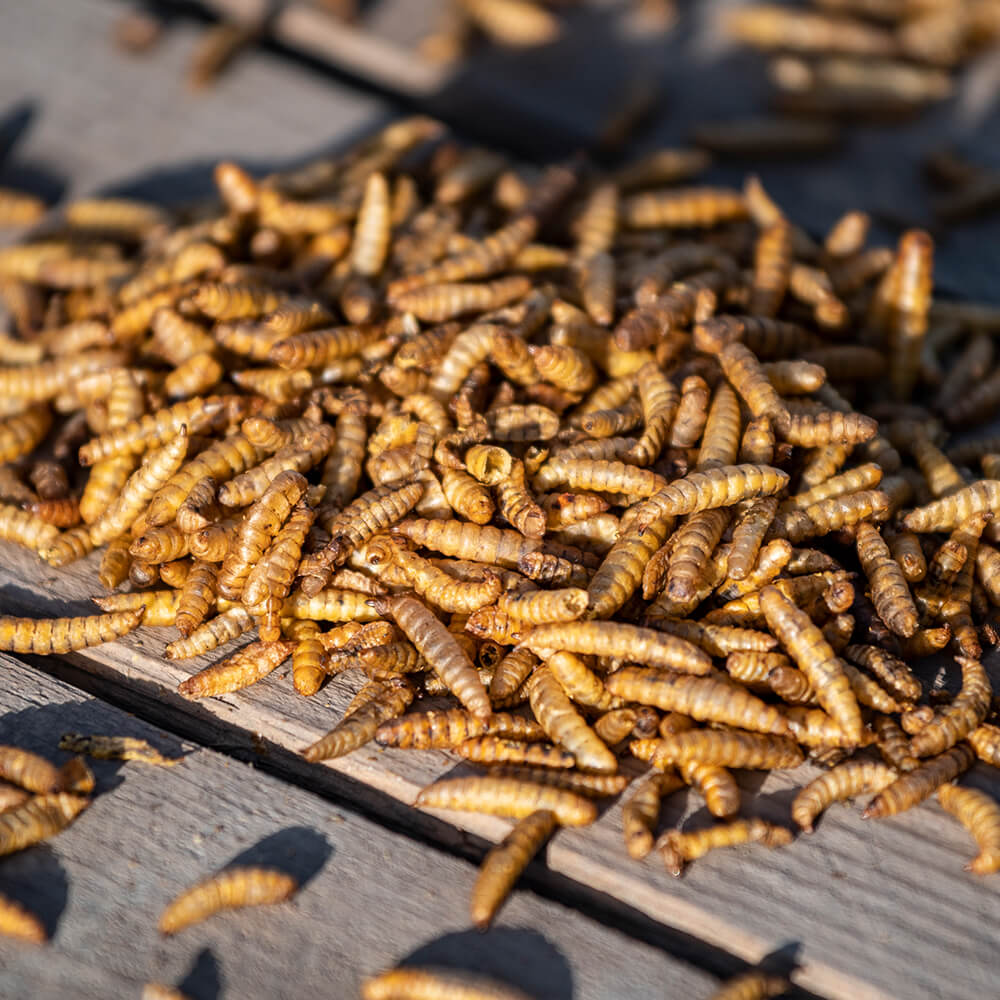 Eimer mit getrockneten Kalziumwürmern 600 g