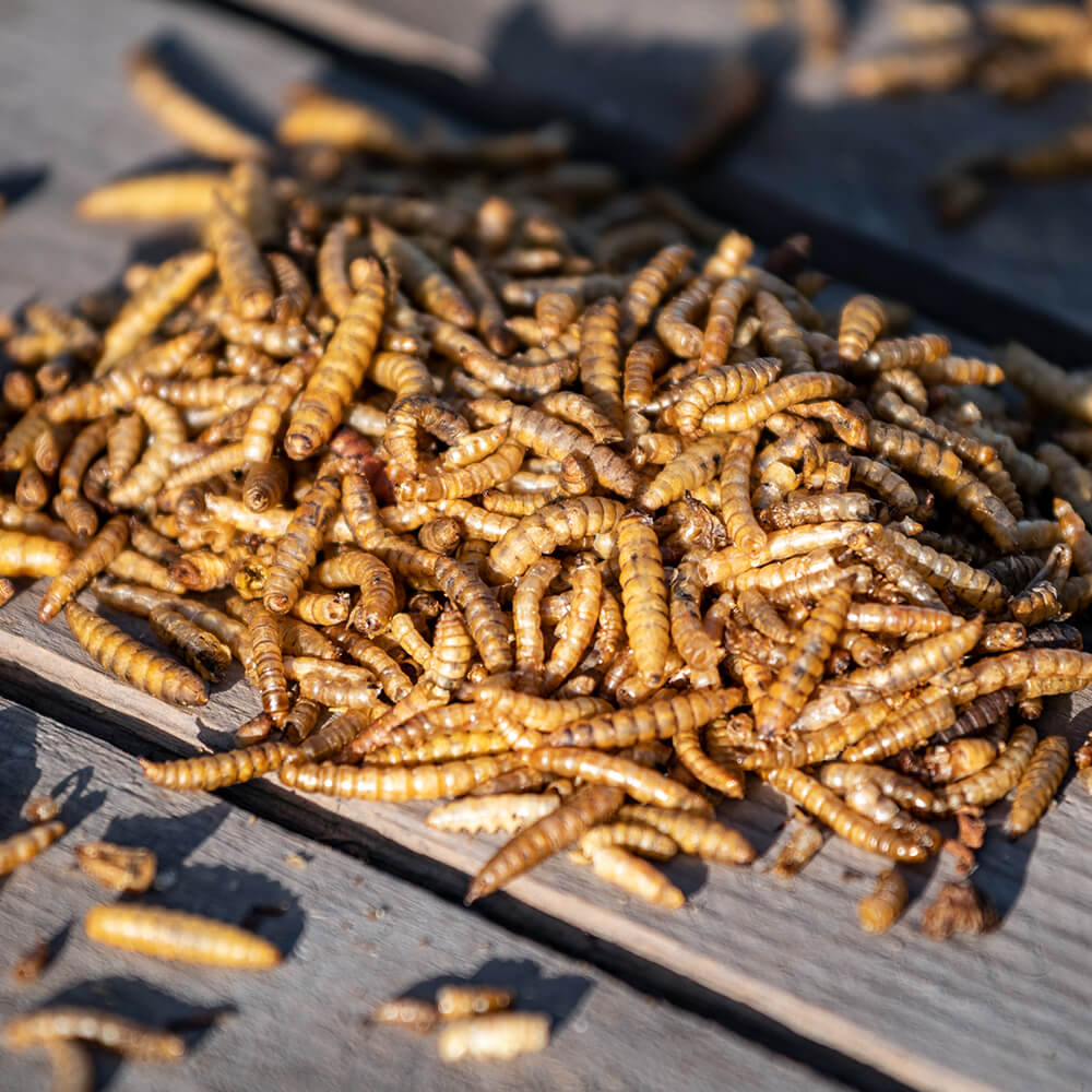 Eimer mit proteinreichem getrockneten Insekten-Mix 700 g