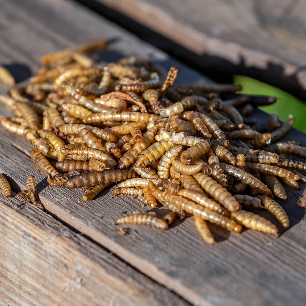 Eimer mit proteinreichem getrockneten Insekten-Mix 700 g