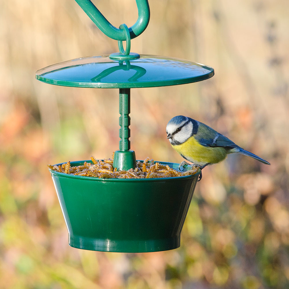 Dried Mealworms & Feeder Starter Bundle