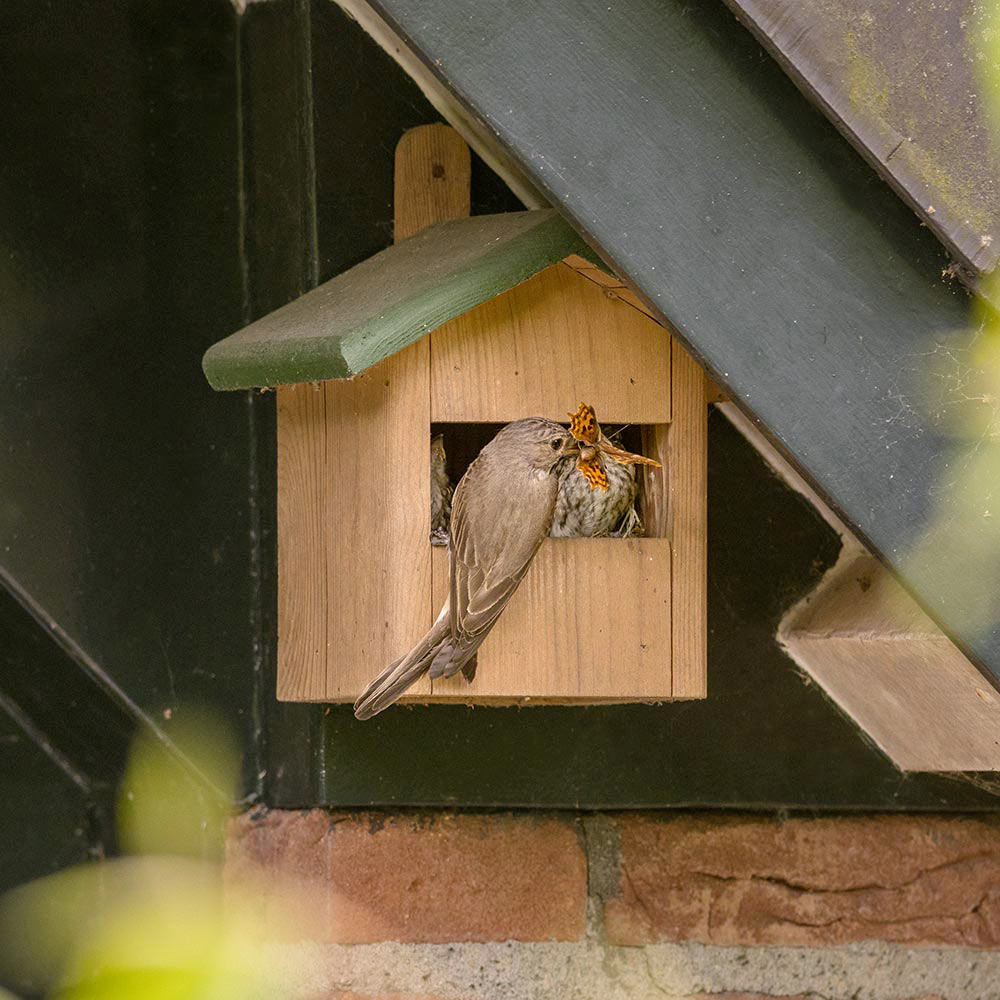 Ecuador Half-Open Nest Box & Mealworms Starter Bundle