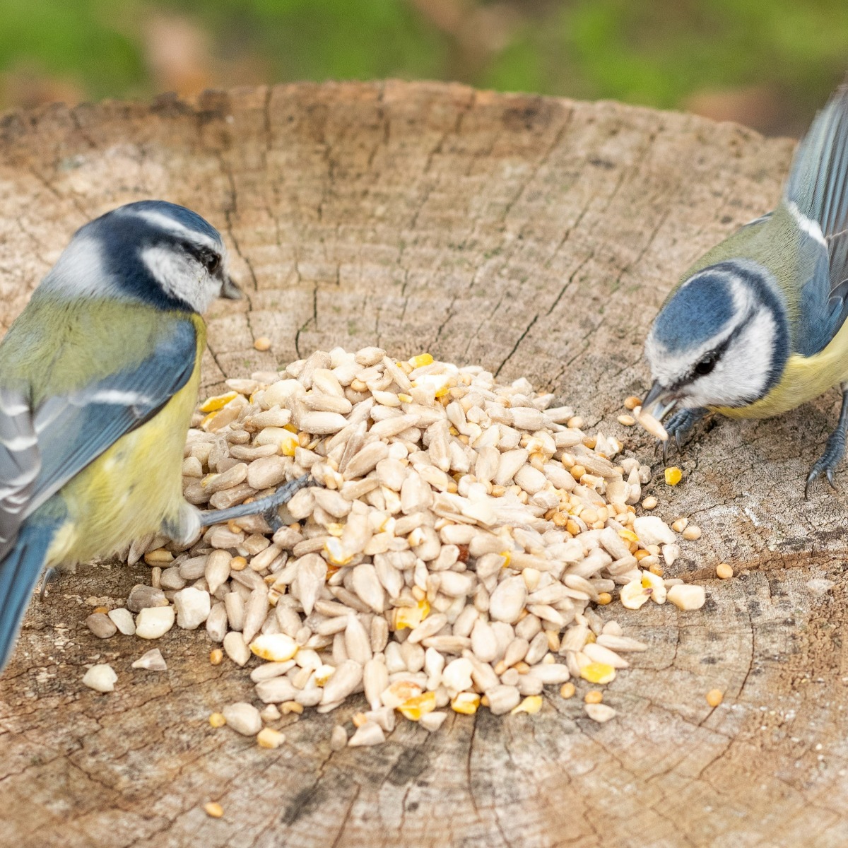Energiereiche Samen Plus für Vögel