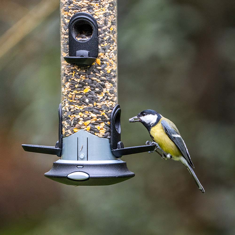 Green+ Premium Streufutter 2,5kg (biologischer Anbau)