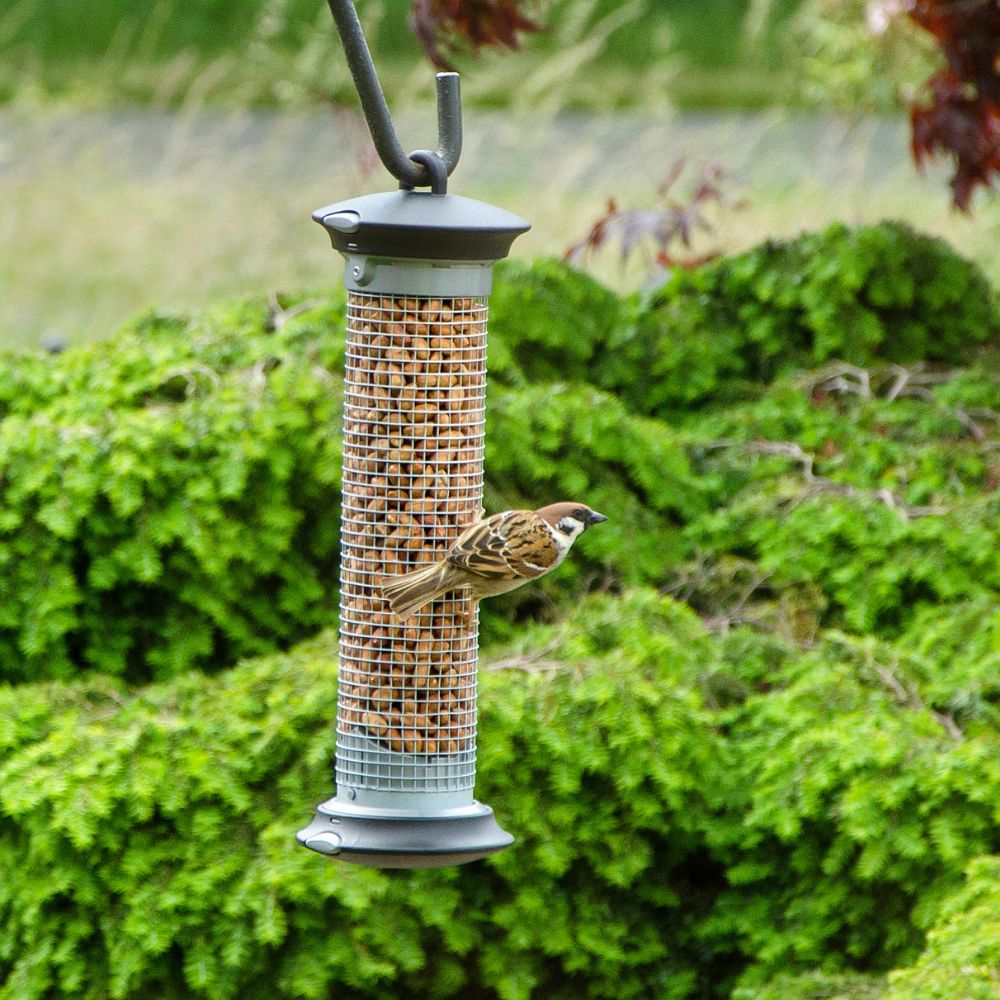 Premium Bird Peanuts 3L