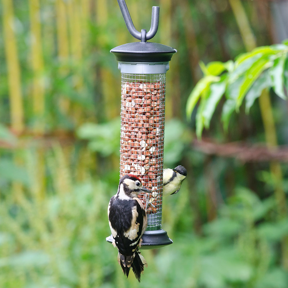 Cacahuètes premium pour oiseaux