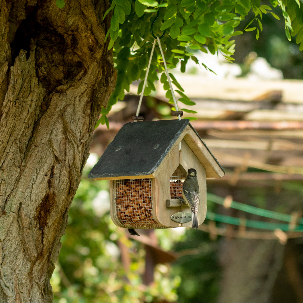Jupiter Peanut Feeder & Peanuts Starter Bundle