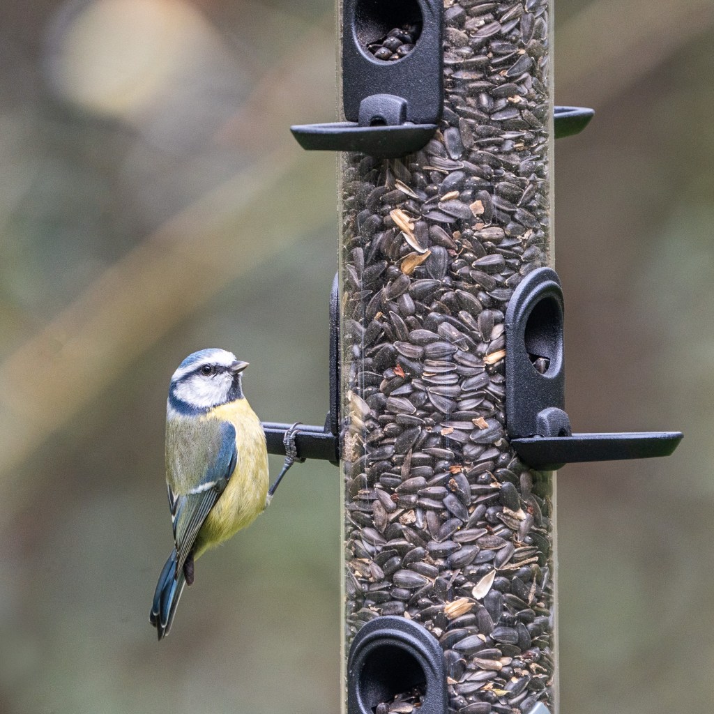 Green+ Schwarze Sonnenblumenkerne - 2,5 kg (biologischer Anbau)