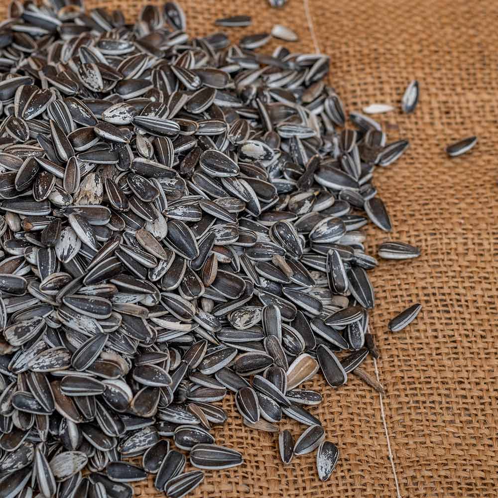 Striped Sunflower Seeds for Birds