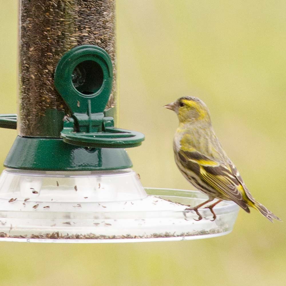 Nyjer Seed - Bird Food to attract Goldfinches