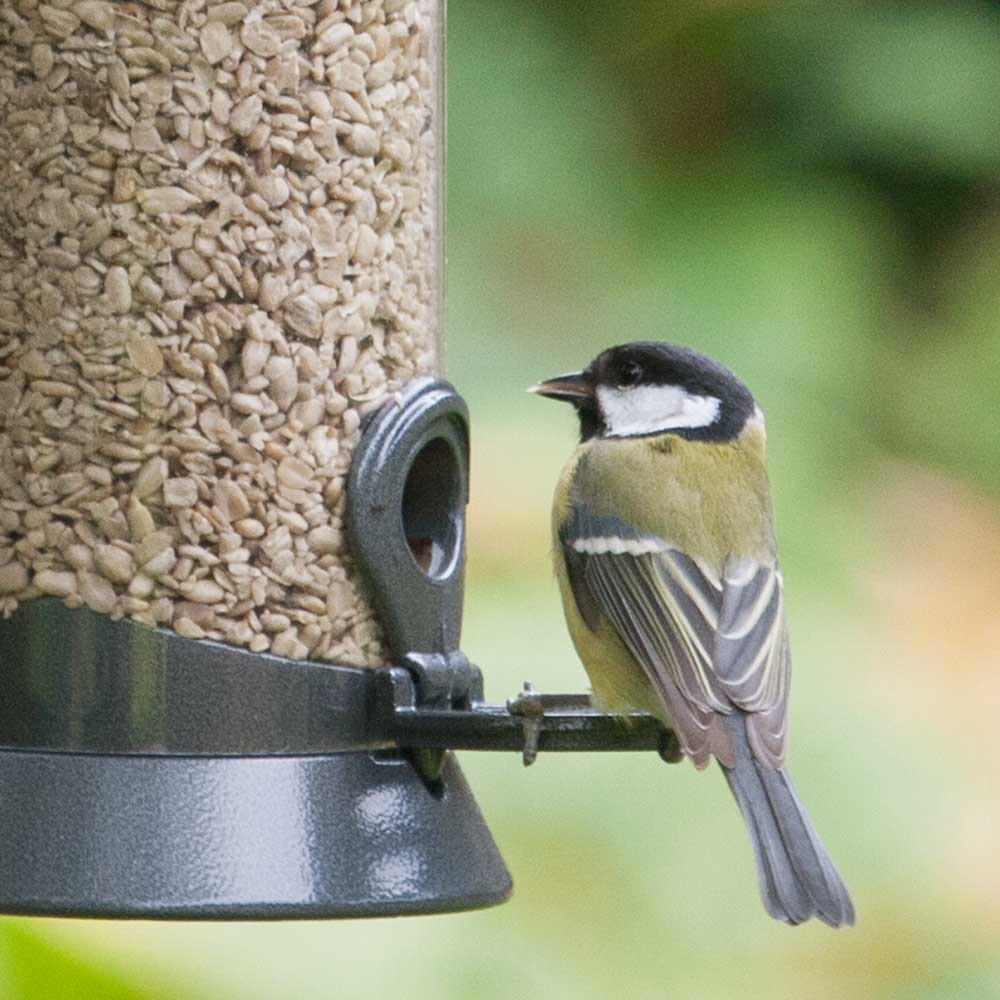 Zonnebloemkernen 10 kg