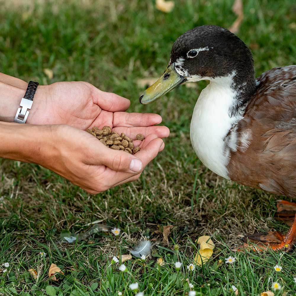 Streufutter für Enten und Schwäne 350 g