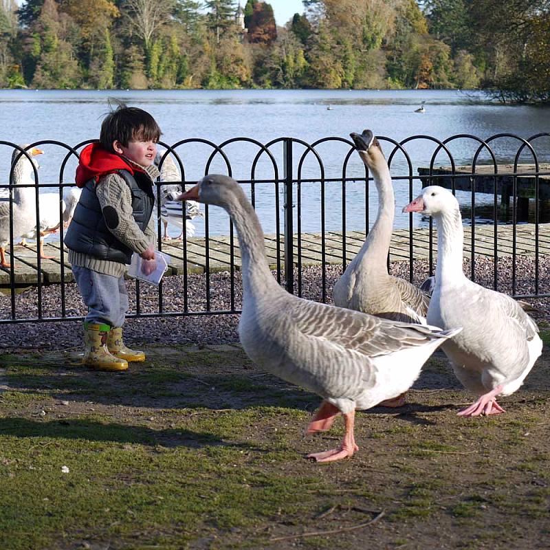 Streufutter für Enten und Schwäne 350 g