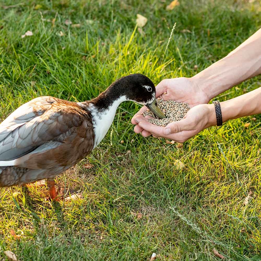 Enten- und Schwanenfutter 2,5 kg