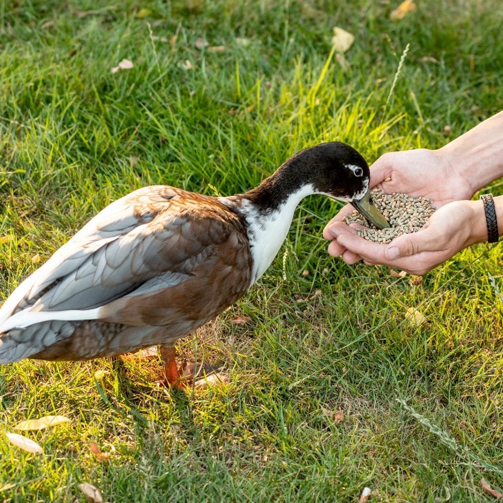 National Trust Duck & Swan Blend 1.5ltr