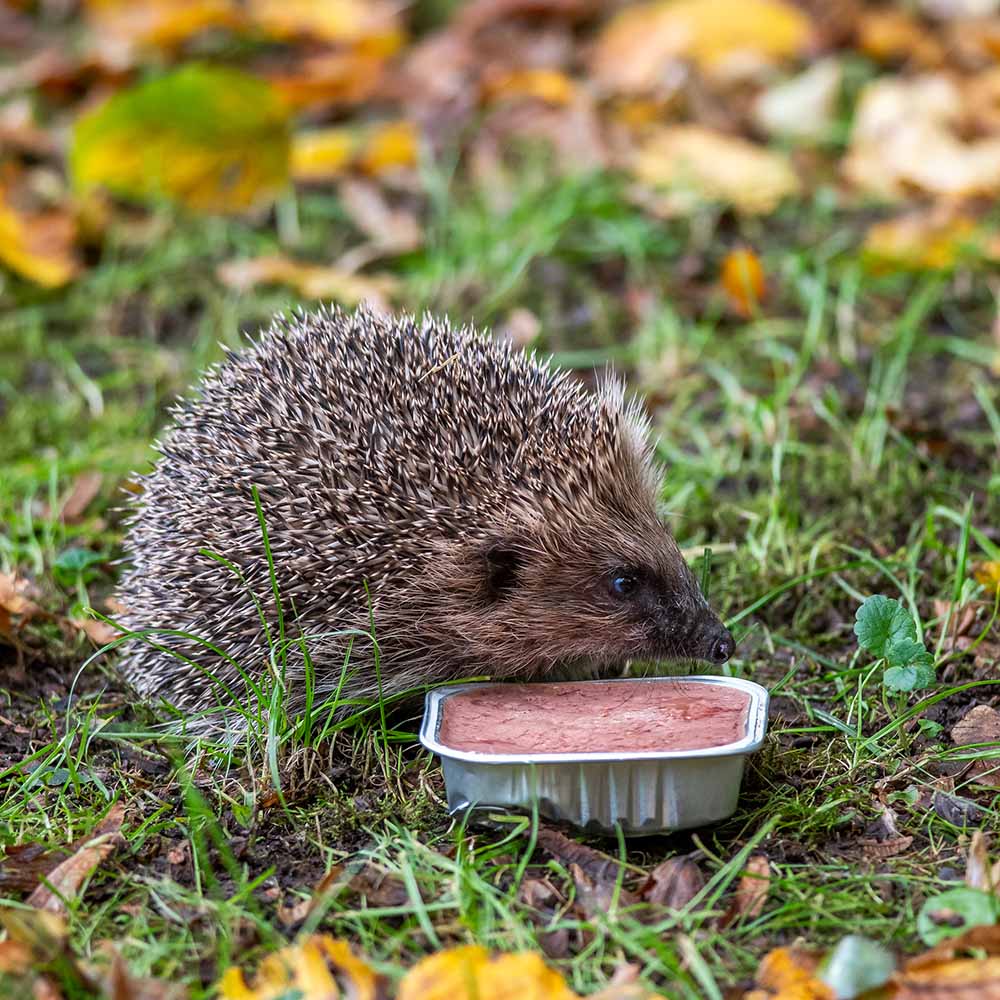 Organic Pate for Hedgehogs