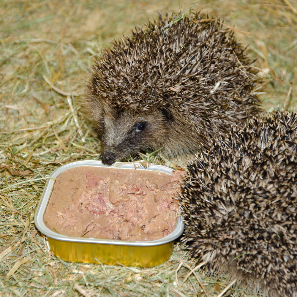 Organic Pate for Hedgehogs (16 x 100g)