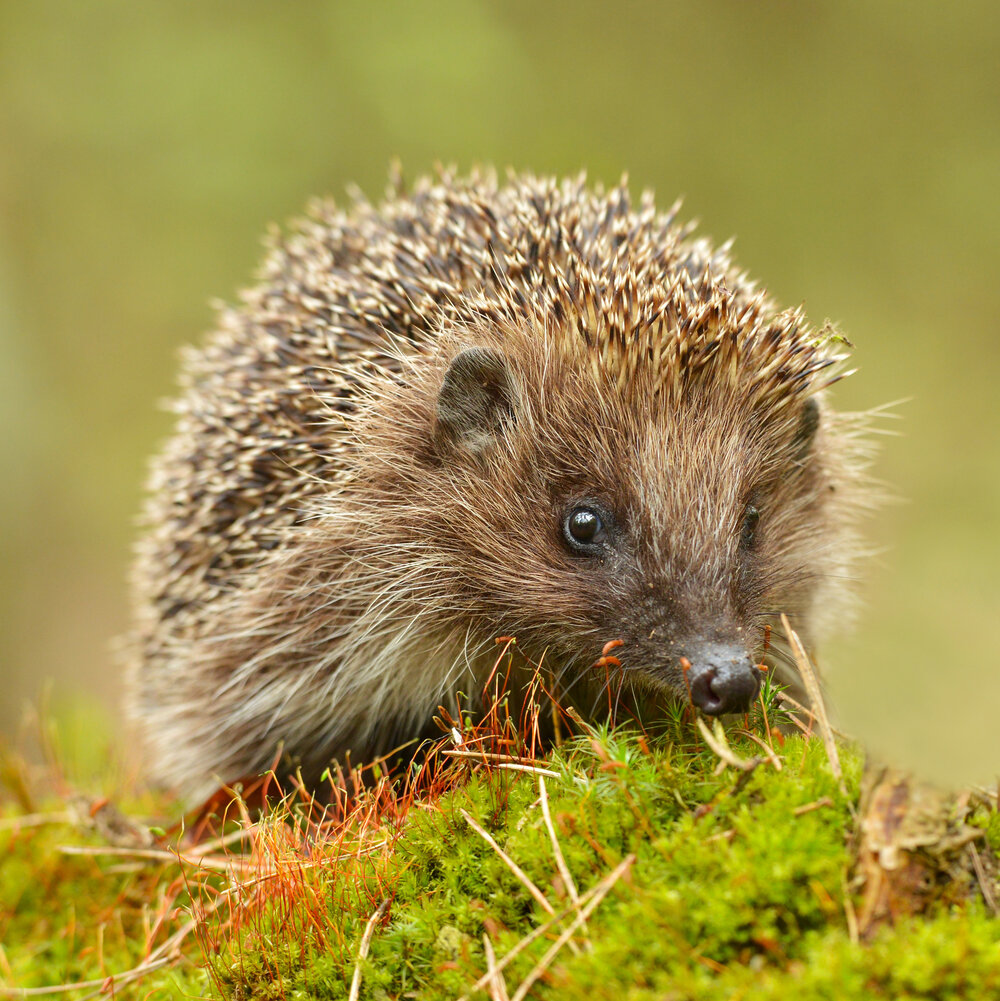 CJ Wildlife Premium Hedgehog Food Biscuits