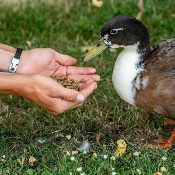 Vivara Kids Enten- und Schwanenfutter