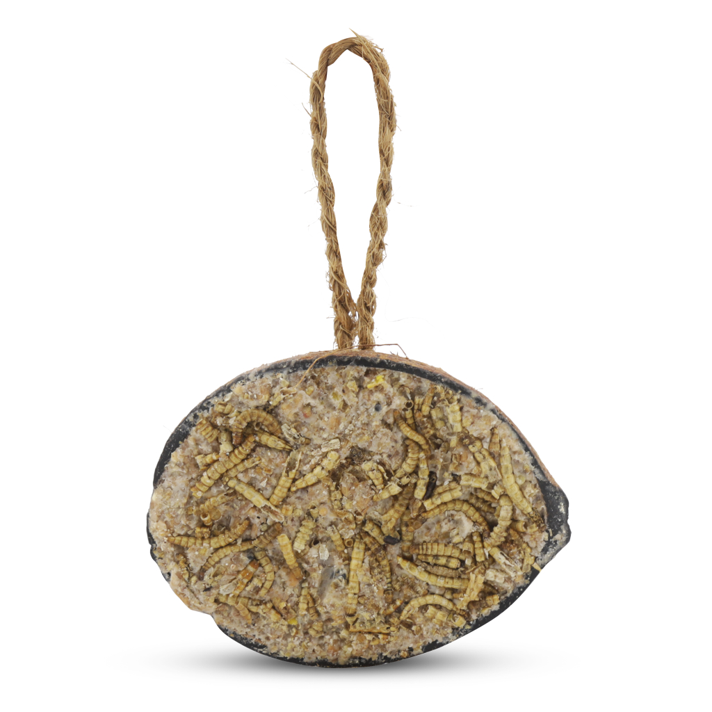 Halve kokosnoot met meelwormen