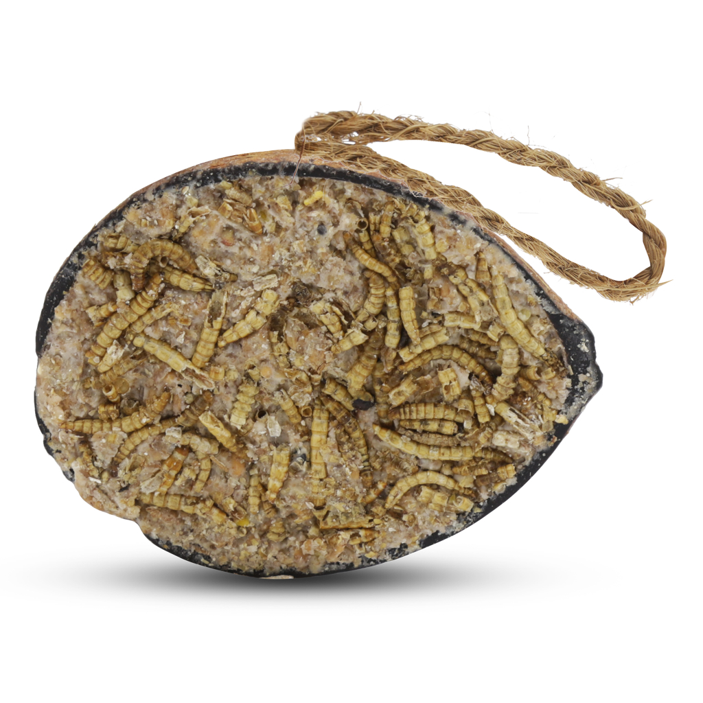 Kokosnuss mit Mehlwürmern, halb