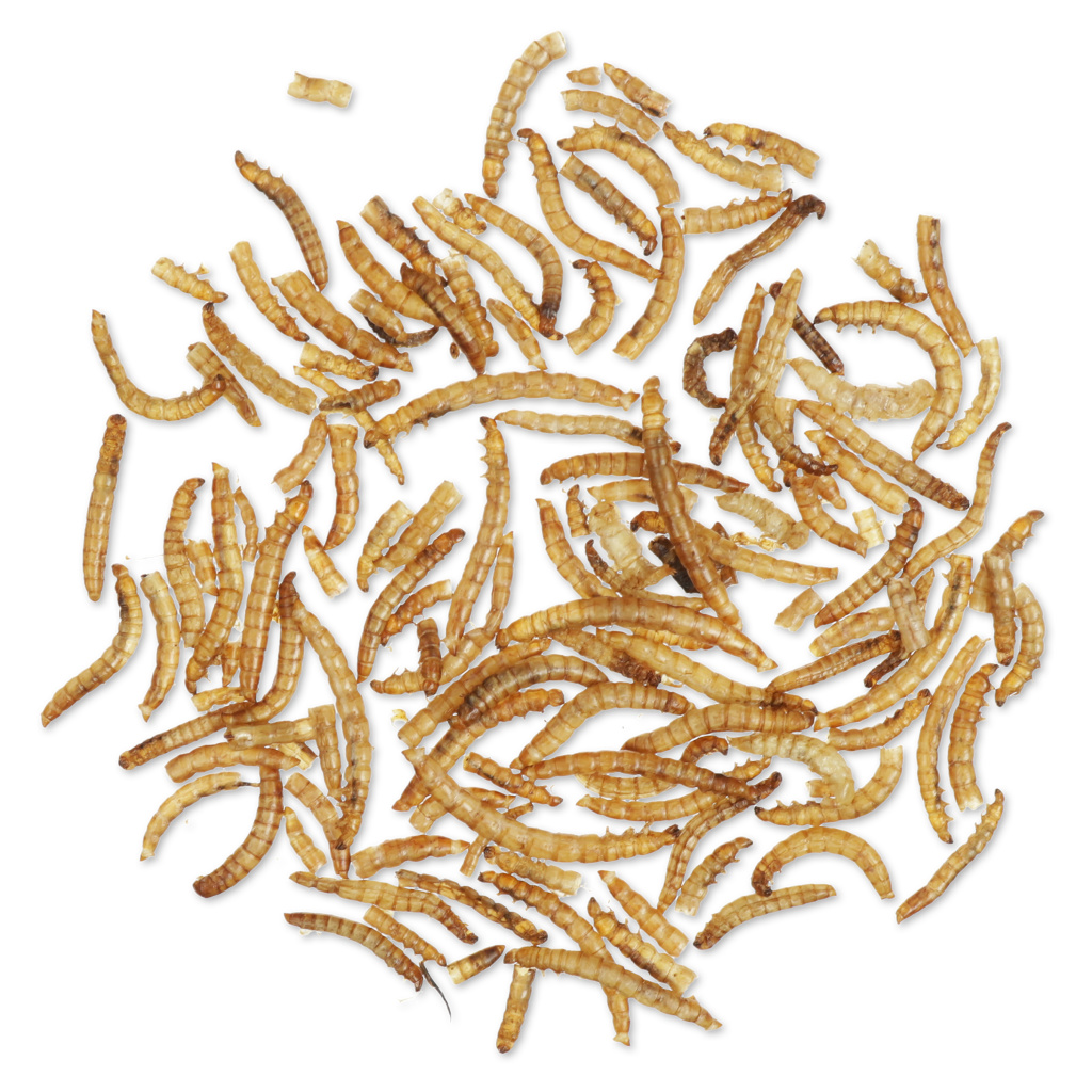 National Trust Dried Mealworms 250g