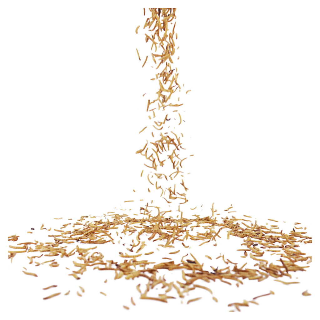 National Trust Dried Mealworms 250g