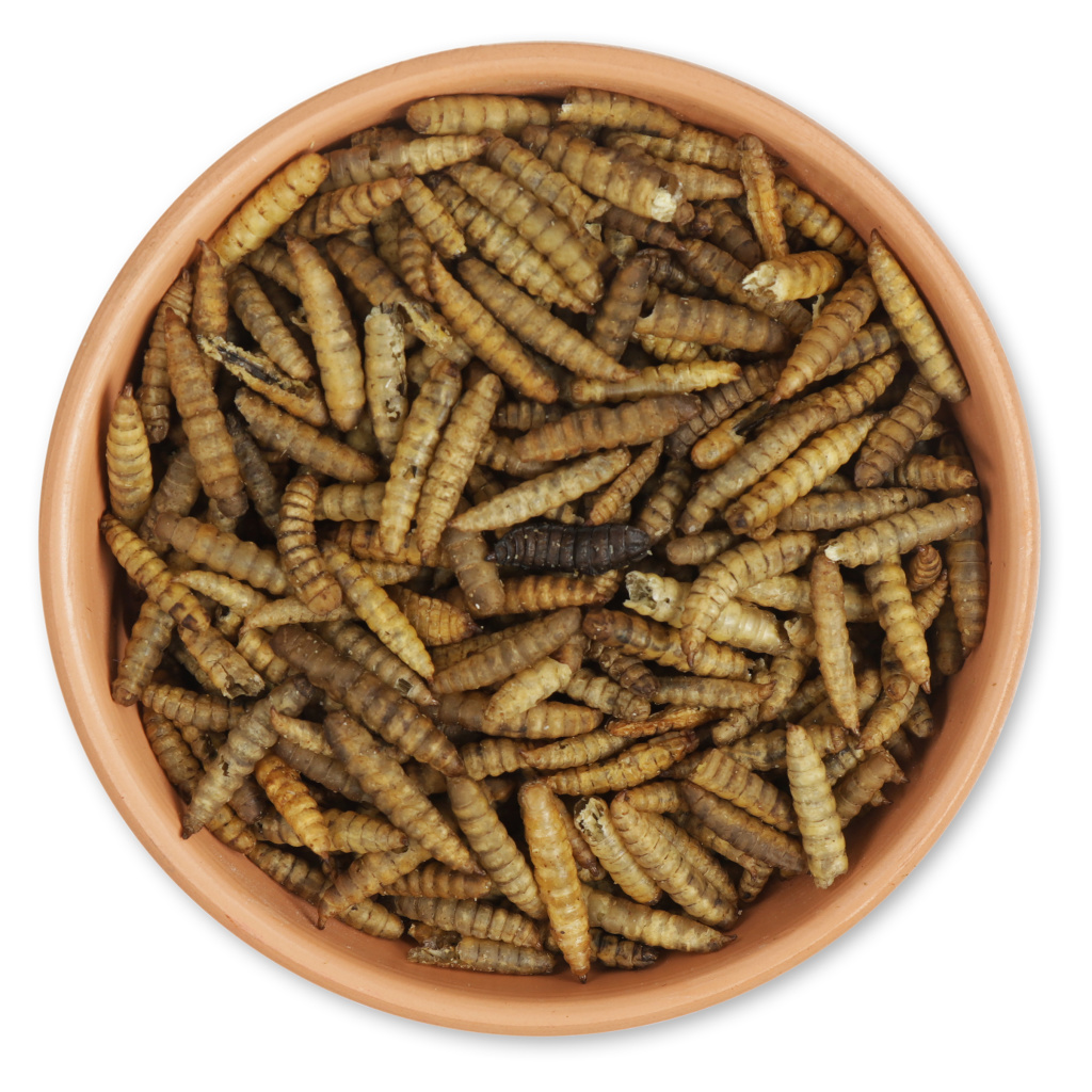 Dried Mealworms 900g (Tub)