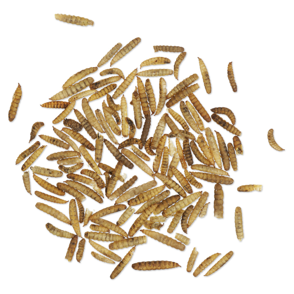 Dried Mealworms 900g (Tub)