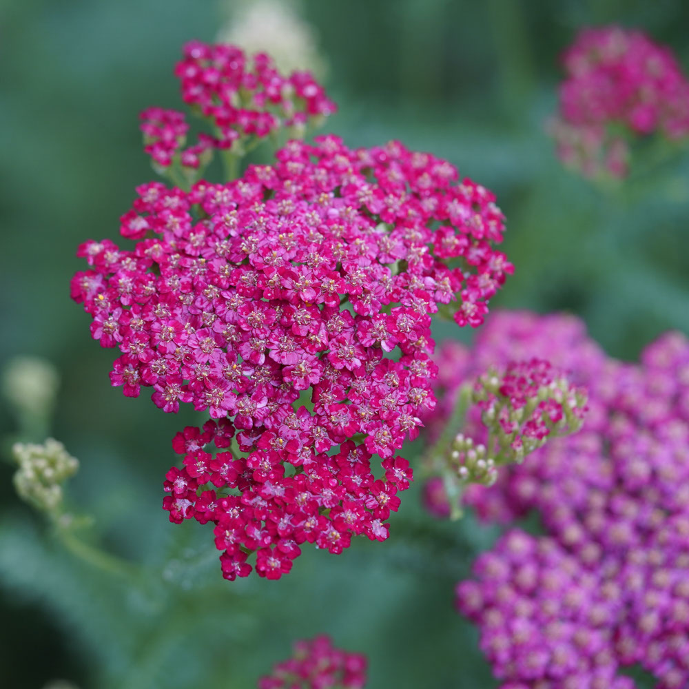 Duizendblad - Vintage Roze (biologisch)