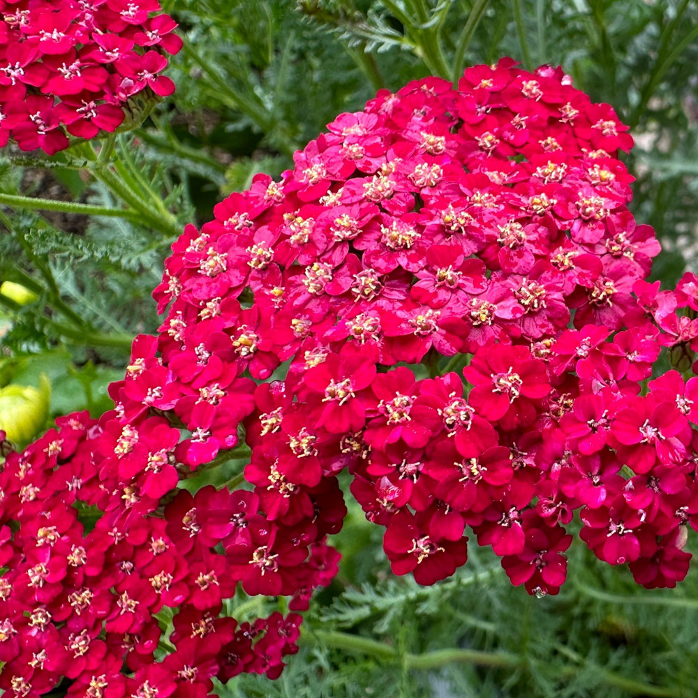 Duizendblad - Vintage Roze (biologisch)
