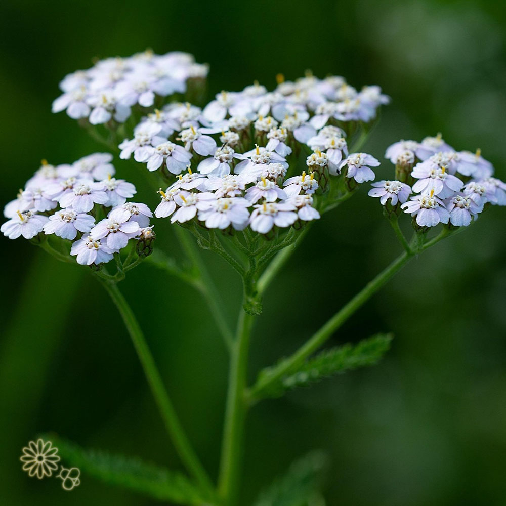 Duizendblad - Wit-roze (biologisch)