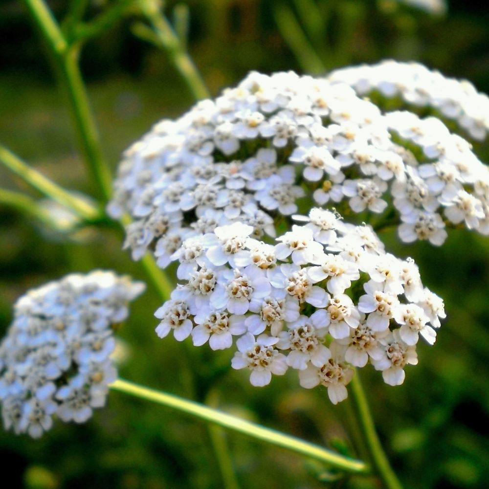 Duizendblad - Wit-roze (biologisch)