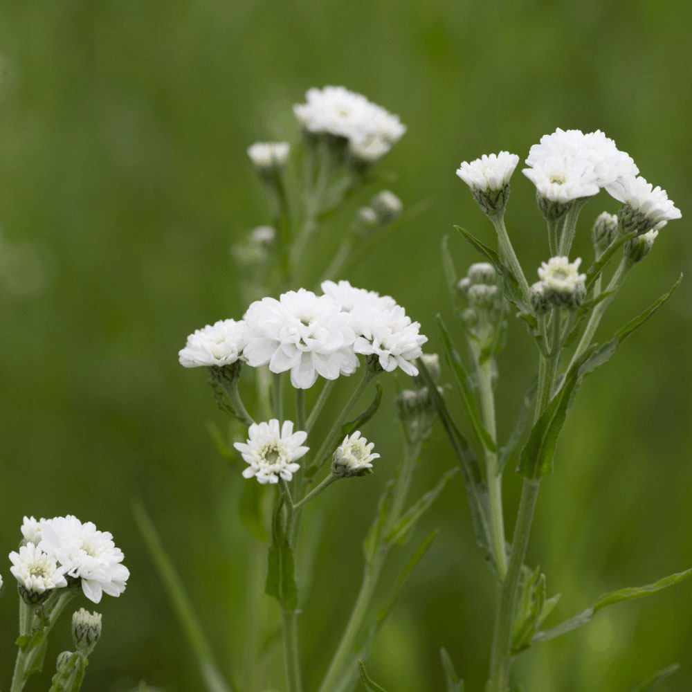 Wilde Bertram - Wit (biologisch)