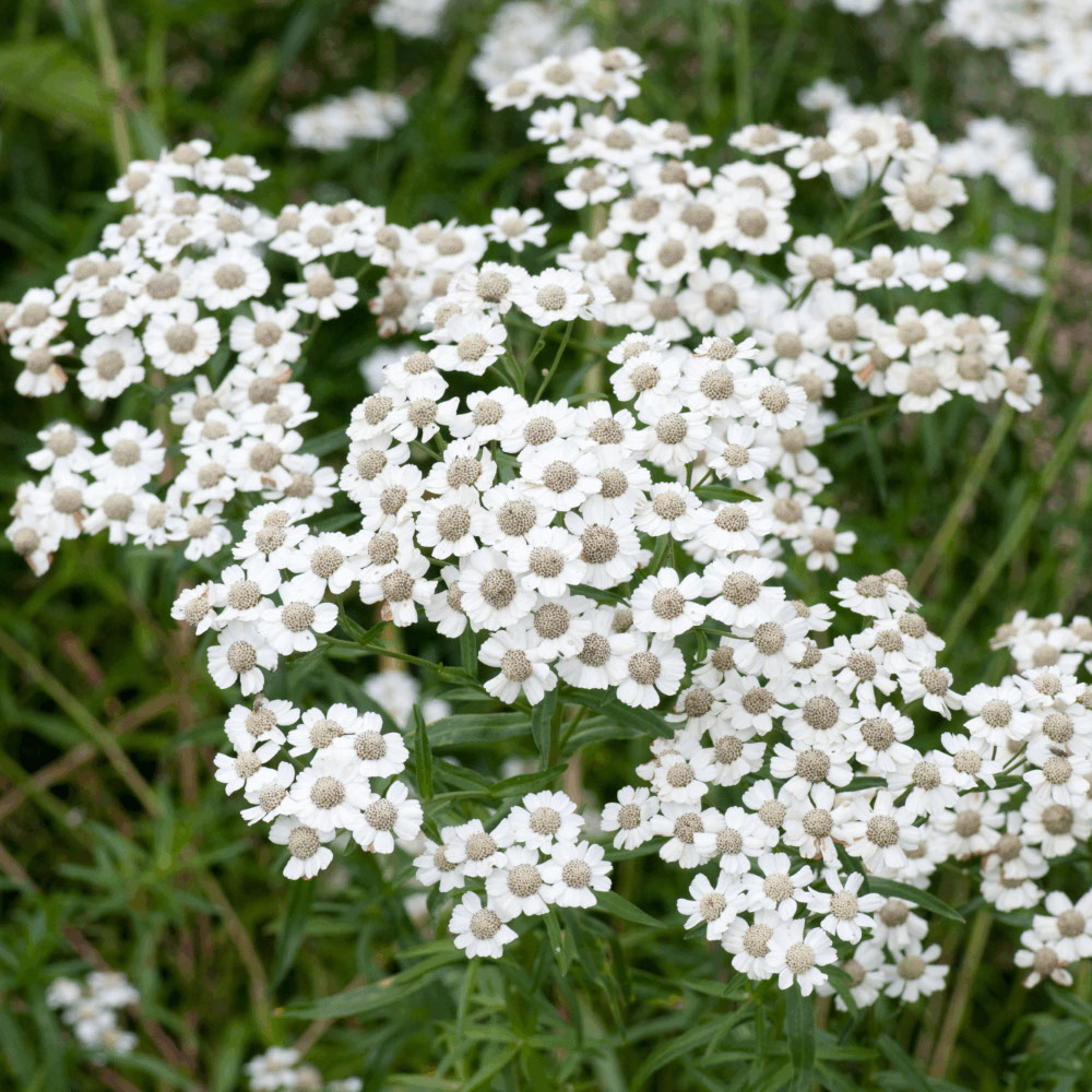 Wilde Bertram - Wit (biologisch)